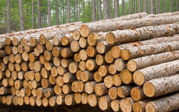 Основная часть экспортных поставок лесопродукции в сентябре из Приморья направлена в Китай