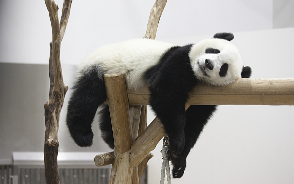 Число гигантских панд в неволе достигло 728 во всем мире, что свидетельствует о самодостаточности и здоровом развитии популяции гигантских панд в неволе, а общая численность диких гигантских панд в Китае выросла с примерно 1100 в 1980-х годах до почти 1900 в настоящее время
