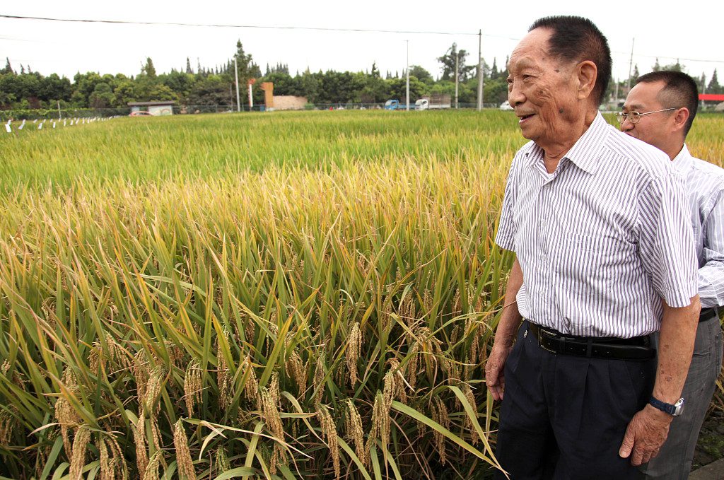 Рис против голода. Китайские ученые могут накормить весь мир