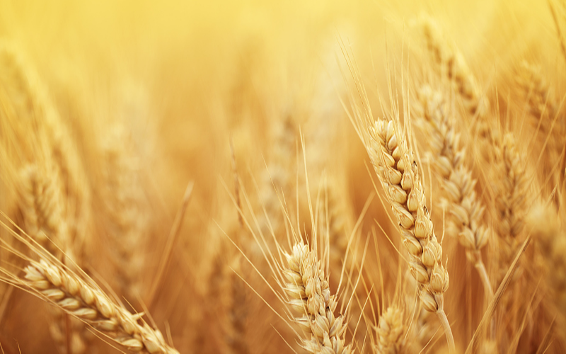 В Китае полным ходом идет работа по сбору урожая пшеницы летнего сезона