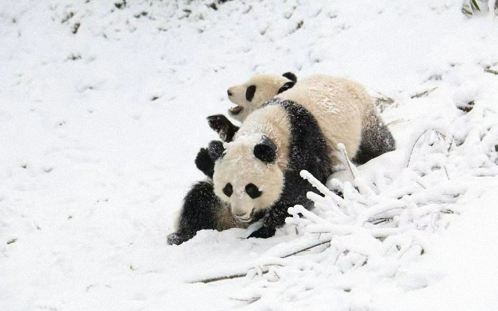 Мать и детеныш дикой большой панды замечены на юго-западе Китая