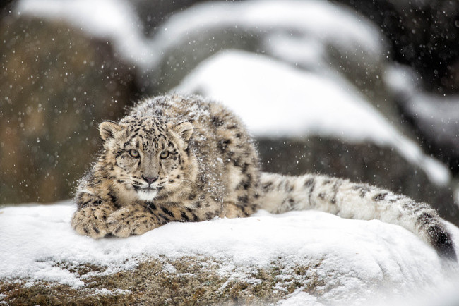 Популяция снежных леопардов в заповеднике Джомолунгма превысила 100 особей