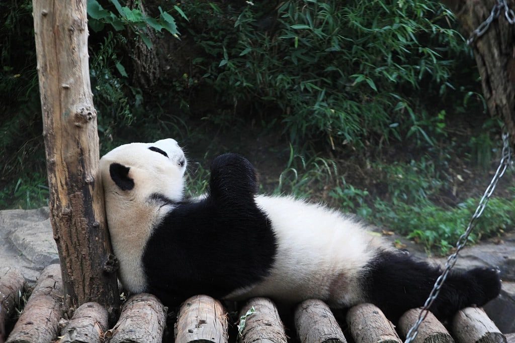 В Нанкинском лесном зоопарке Хуншань в вольере для панд начали распылять влагу, чтобы защитить животных от теплового удара