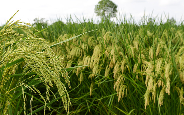 Китайские ученые вывели жароустойчивый рис