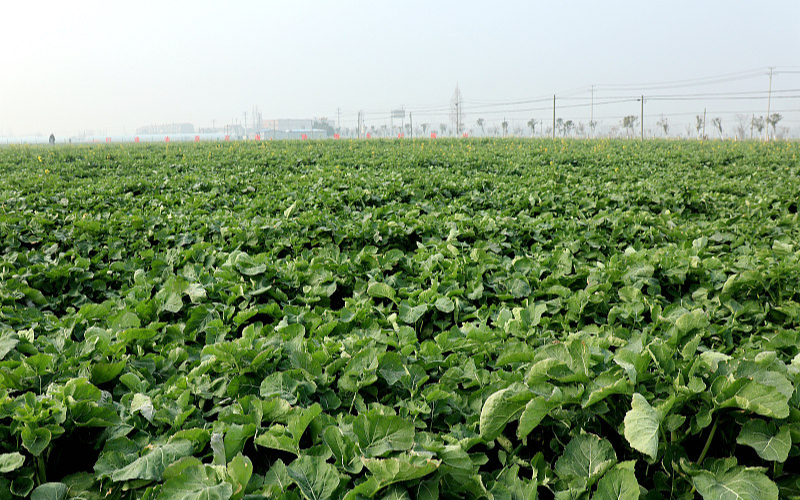 ​В Китае ожидается богатый летний урожай рапса