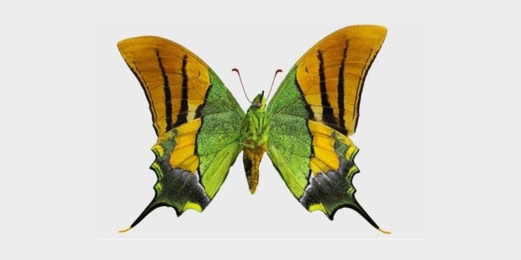 Две бабочки редкого вида были разведены в искусственных условиях на востоке Китая