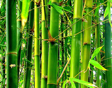 Бамбук — несгибаемый символ Китая