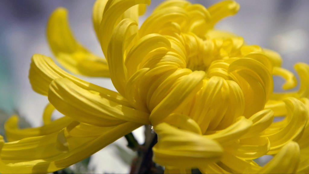 Сегодня хризантема – это главный цветок на любых выставках и настоящее украшение осеннего сада