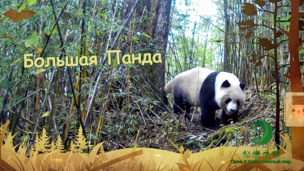 Окно в таинственный мир — Большая панда