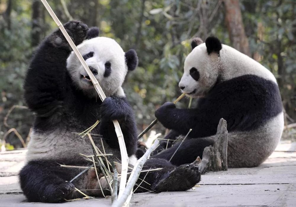 Панды Жуи и Диндин, приехавшие в Московский зоопарк из Китая, стали родителями