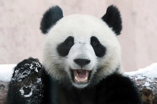 28 ноября Московский зоопарк сообщил, что у малыша панды, родившегося в зоопарке в конце августа этого года, появились первые зубы — два нижних клыка