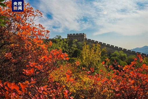 На самом популярном у туристов участке Великой китайской стены — Бадалин — наступил лучший период для осмотра и прогулок