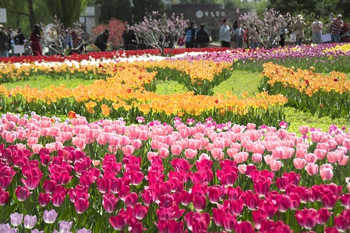 В Национальном ботаническом саду Китая в Пекине расцвело более 210 тысяч тюльпанов