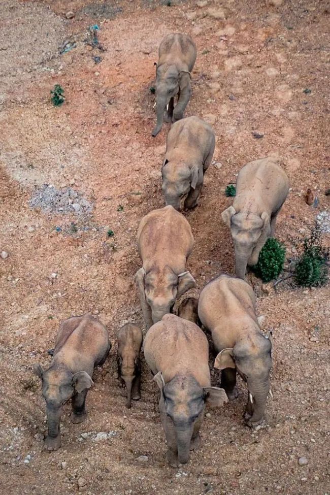 массовая миграция слонов