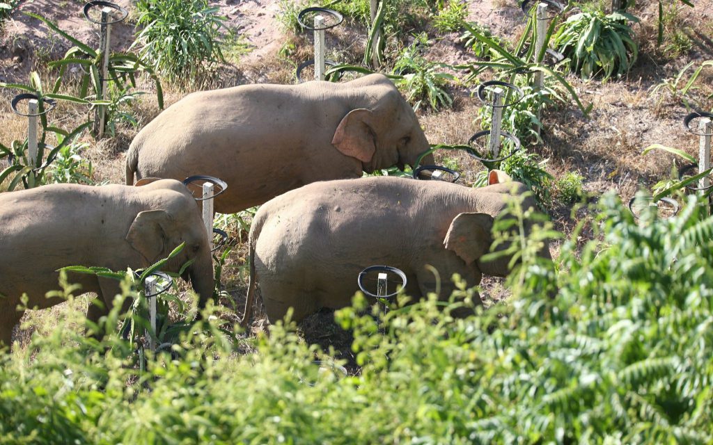 Стадо кочующих диких слонов бродило в поселке Далунтань пров. Юньнань