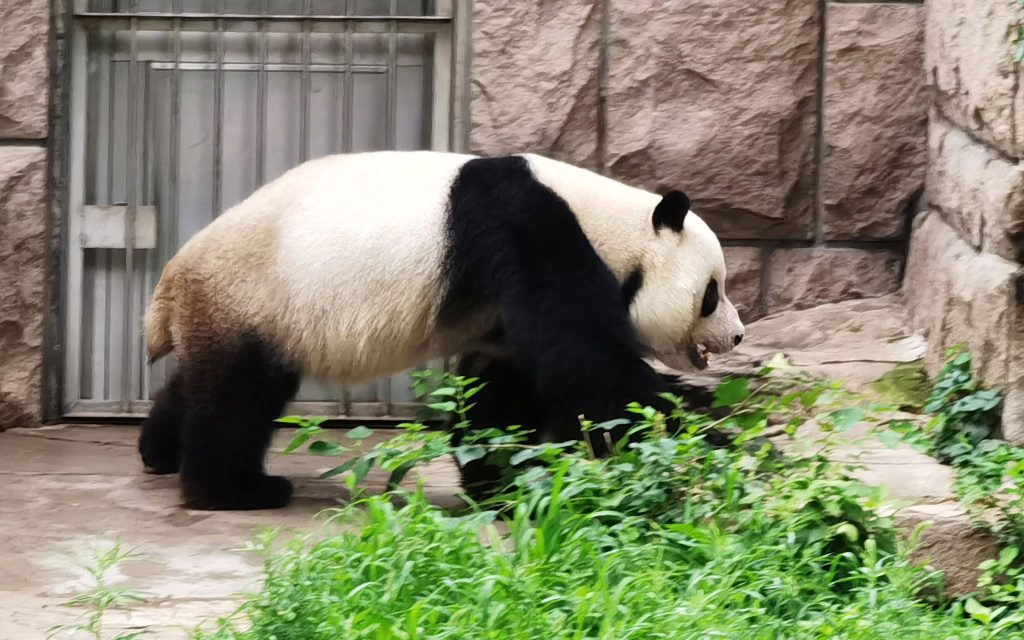 В Московском зоопарке отпразднуют Дни рождения больших панд