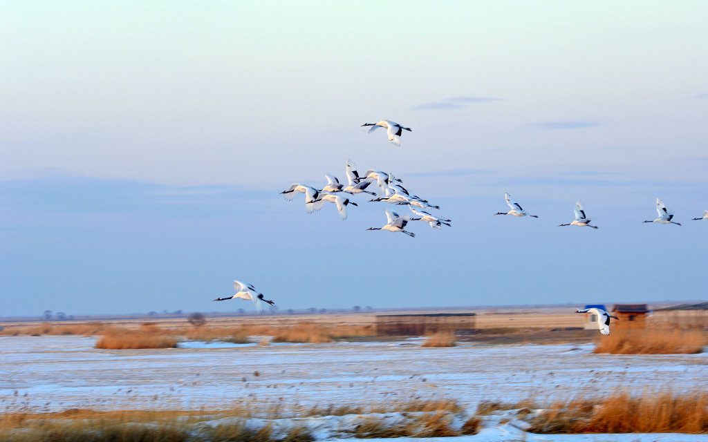 Настал сезон миграции перелетных птиц, и большое количество пернатых сейчас возвращаются на север