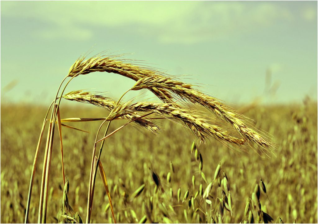 Правительство Китая выделяет более полутора миллиарда долларов субсидий для фермеров, выращивающих зерно