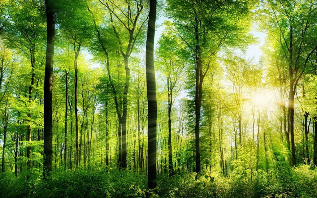 Китай отчитался о «народном озеленении»