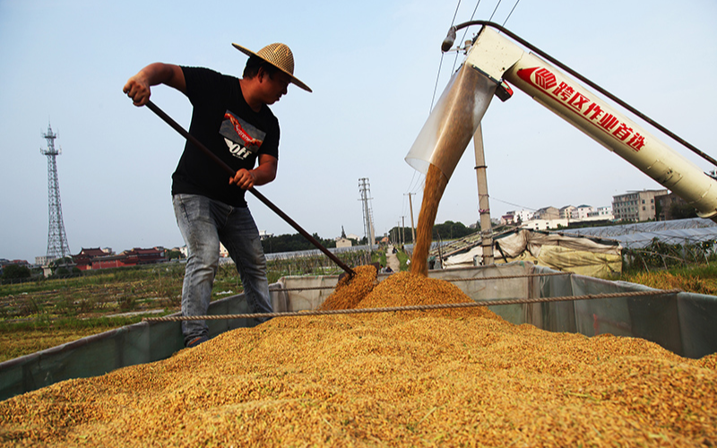 Высокий урожай риса зафиксирован в демонстрационной сельскохозяйственной зоне на востоке Китая