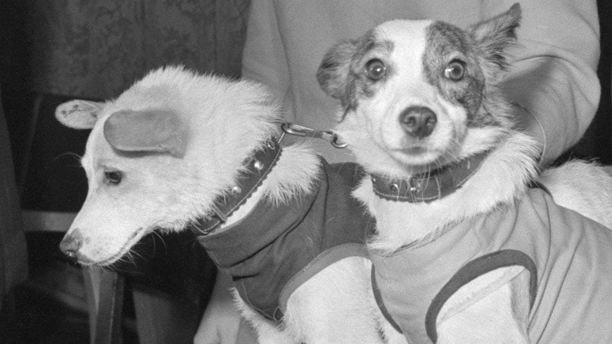 20 августа 1960 года на Землю вернулись запущенные в космос собаки Белка и Стрелка.