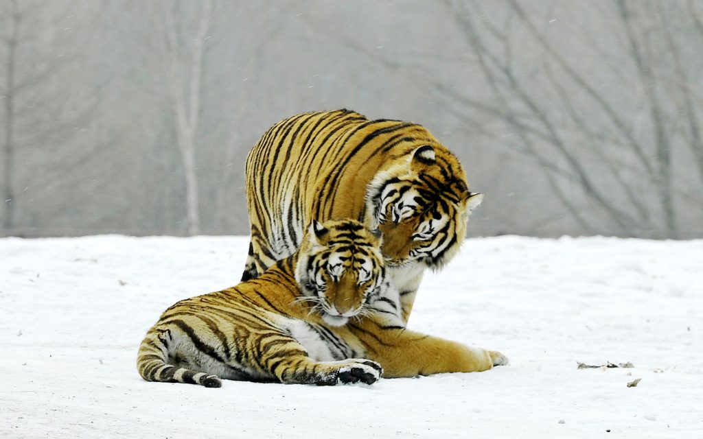 Центр воспроизводства сибирских тигров в провинции Хэйлунцзян на северо-востоке Китая занимается разведением этих животных с последующим выпуском в дикую природу