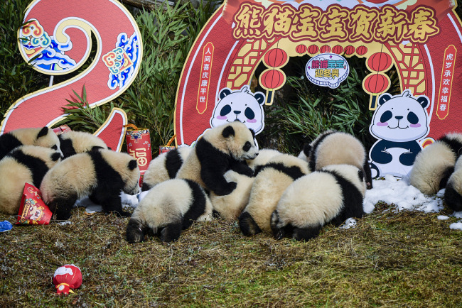 13 детенышей большой панды встретились с публикой на базе в Сычуани