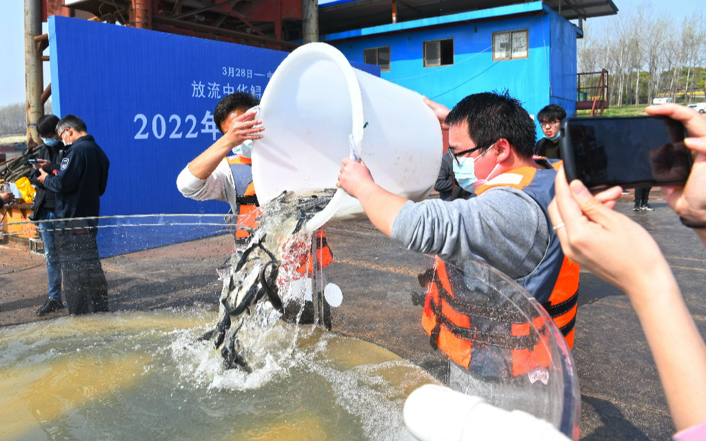 В реку Янцзы было выпущено 50 тыс. мальков китайского осетра