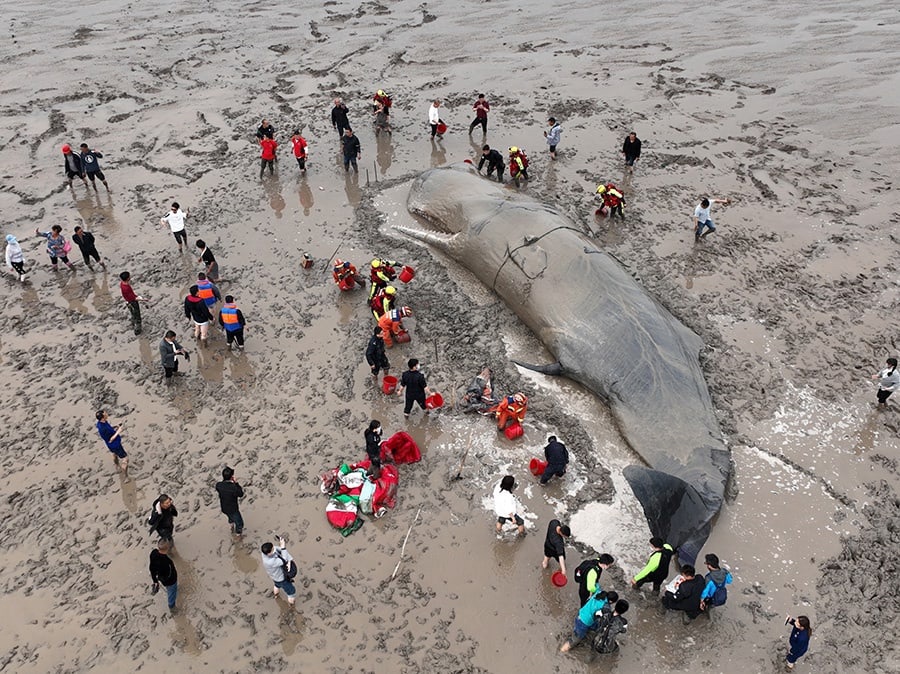 В Китае спасли кита