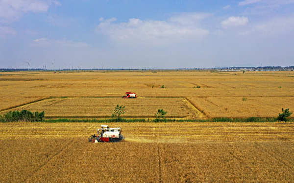 Осенний урожай зерновых в стране был собран на 42.2%