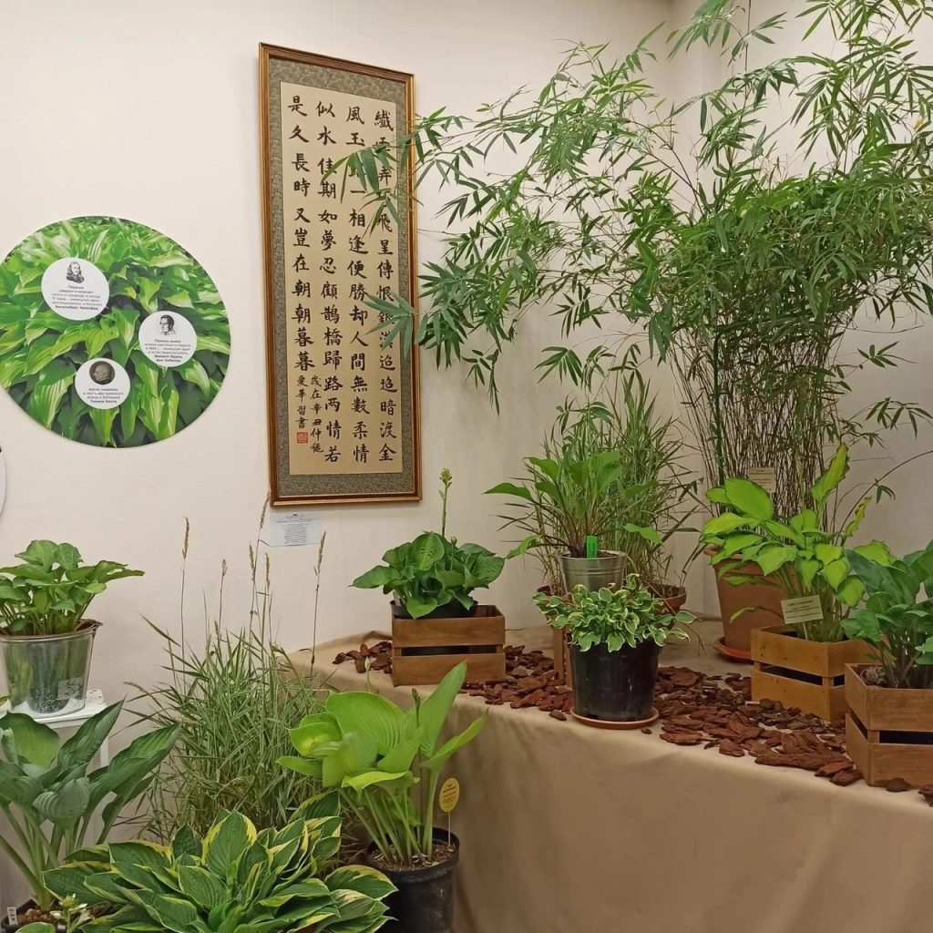 В Ботаническом саду БИН РАН открылась выставка китайской каллиграфии в рамках фестиваля азиатской культуры «Бамбук на ветру»