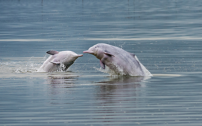 ​Популяция китайских белых дельфинов на юге Китая стабильно растет