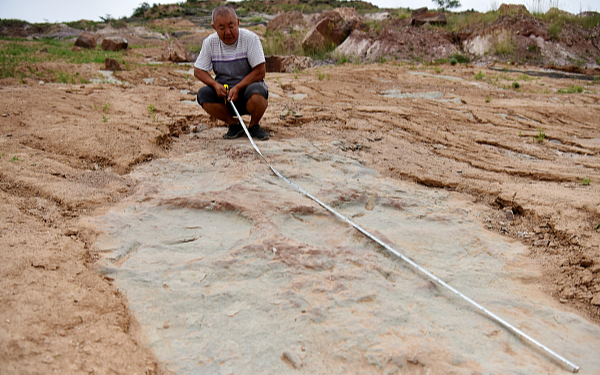 На севере Китая обнаружено более 4300 окаменелых следов динозавров