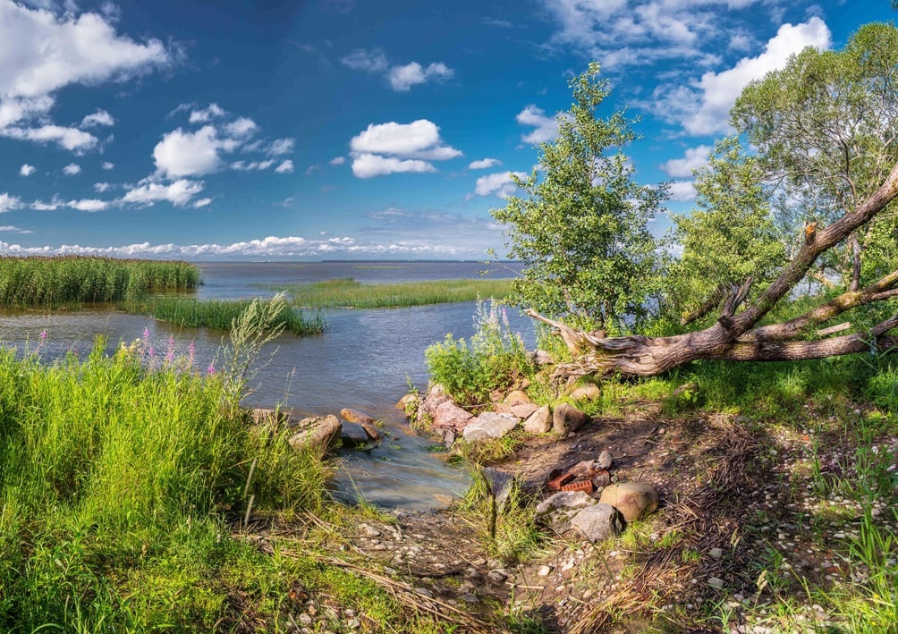 В природном заказнике «Северное побережье Невской губы» появится новый экологический маршрут «Бугаиная тропа»