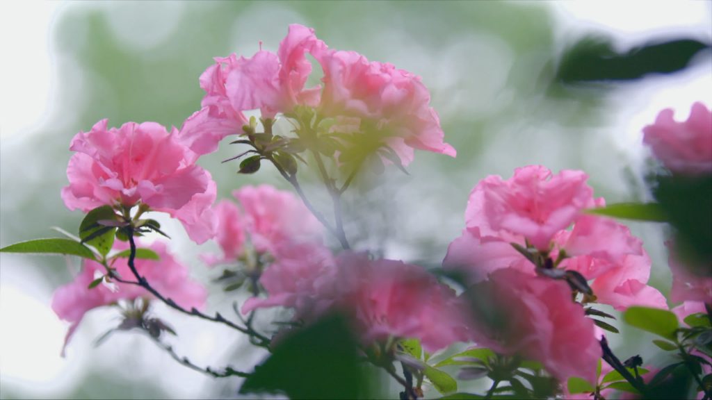 #ЦветыКитая — Рододендрон