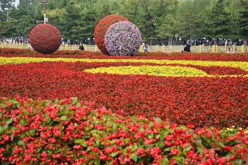 В преддверии Дня образования КНР на площади Тяньаньмэнь в Пекине разместили разнообразные цветочные инсталляции