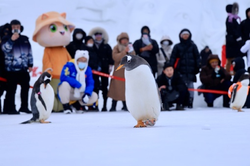 Пингвины со школьными ранцами были замечены в харбинском парке «Большой мир льда и снега»
