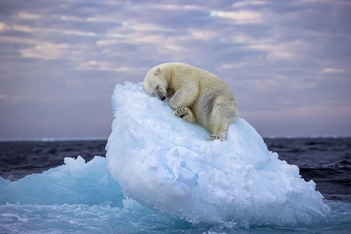 Снимок спящего белого медведя на льдине у Шпицбергена стал победителем конкурса Wildlife Photographer of the Year People’s Choice Award.