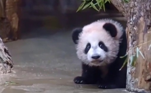 Родившийся в Московском зоопарке детеныш большой панды вышел в большой вольер зоопарка, и с 8 марта Катюшу сможет увидеть любой желающий