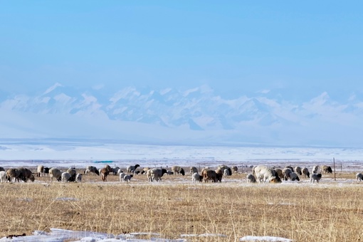 Каждый март синьцзянские пастухи покидают зимние стоянки и выводят свой скот на другие пастбища