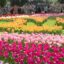В Национальном ботаническом саду Китая в Пекине расцвело более 210 тысяч тюльпанов