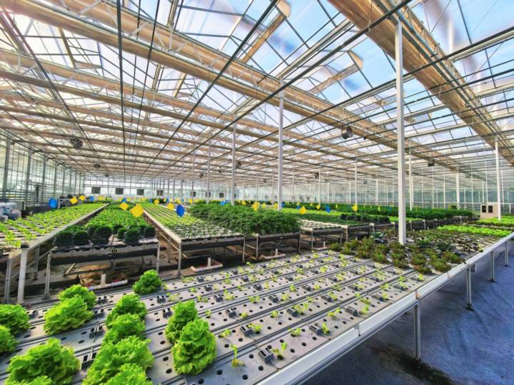 Без фермеров, без почвы: как умная теплица в Синьцзяне производит 330 тонн овощей в год