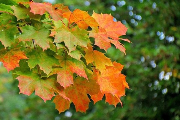 С 11 по 12 октября в Ботаническом саду Петра Великого пройдёт Фестиваль Клёна