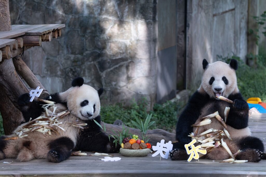 Сотрудники Чунцинского зоопарка поздравили бамбуковых медведей с традиционным Праздником середины осени.