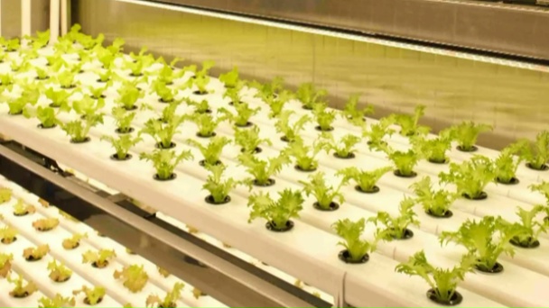 Китай представил «интеллектуальную ферму», позволяющую выращивать растения на борту кораблей