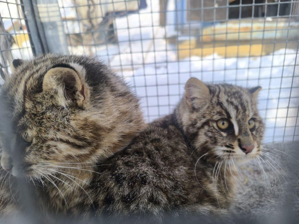 В Приморье «арестовали» двух лесных котят за охоту на домашних кур